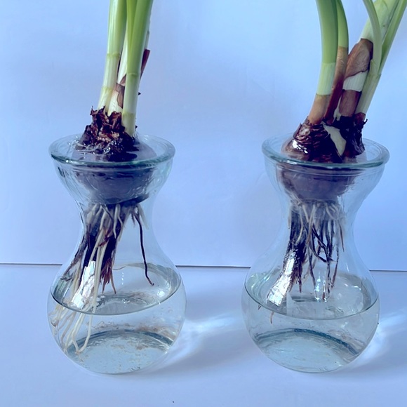 Trader Joe’s Accents Glass Bulb Bud Flower Vases Bundle Of 2 Poshmark